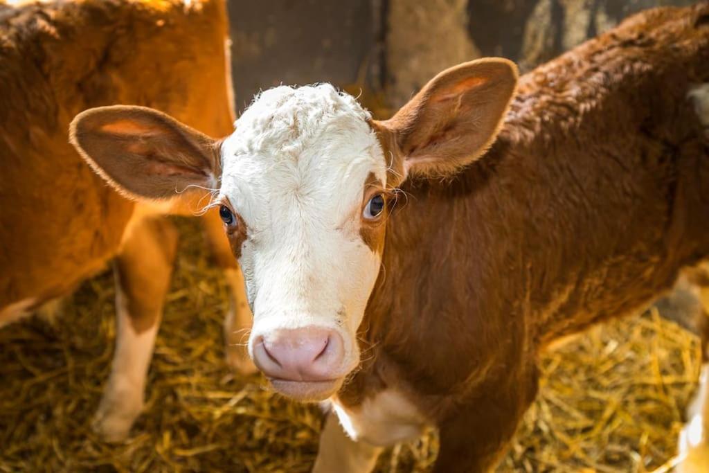 Appartamento Unterwoehrlehen Faistenau