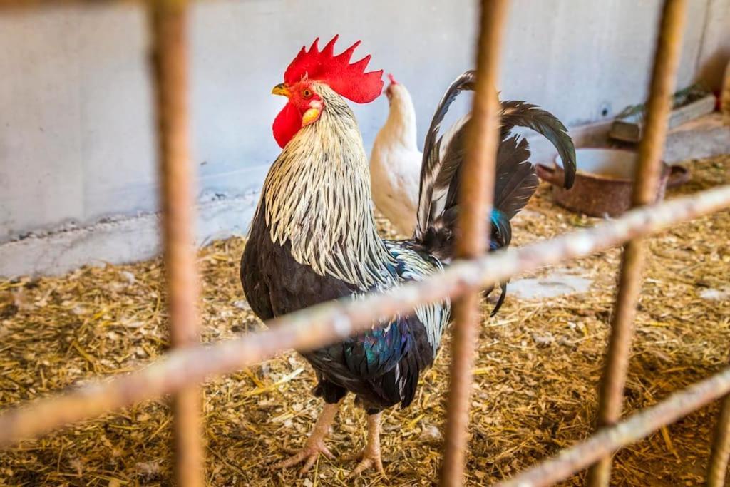 Unterwoehrlehen Appartamento Faistenau