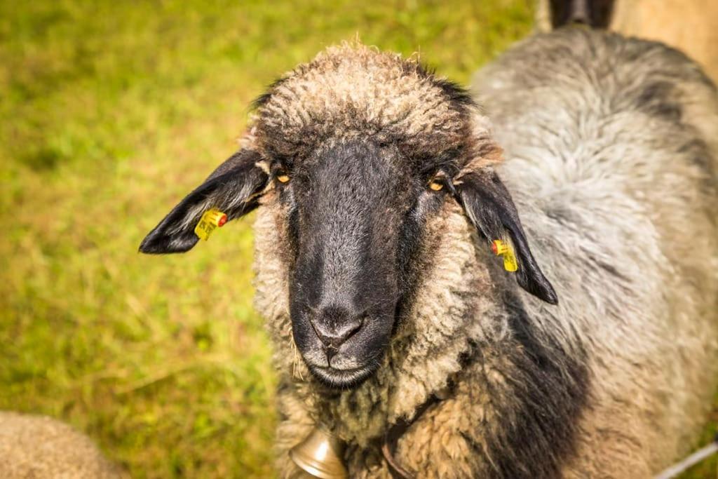 Unterwoehrlehen Faistenau